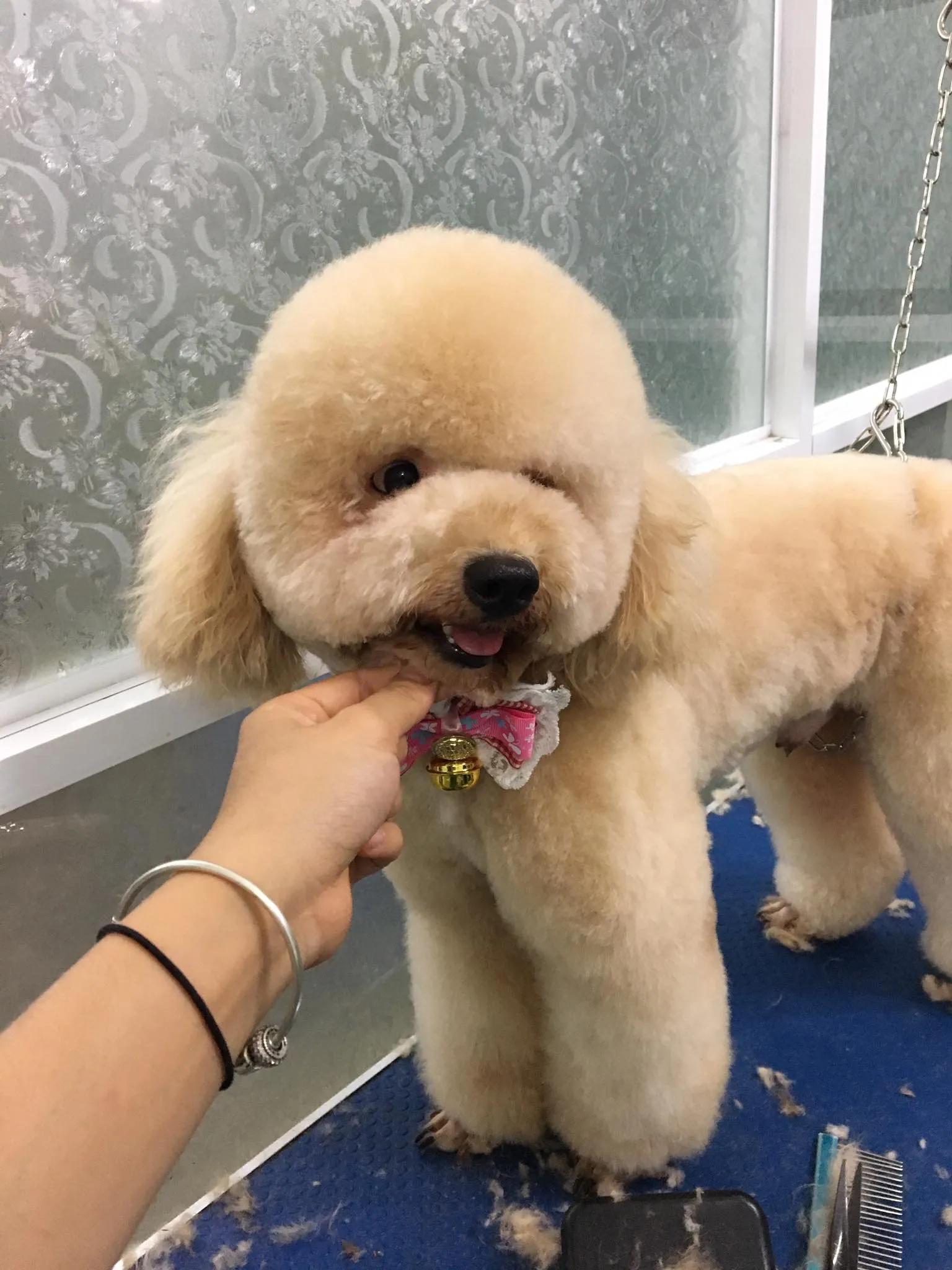 Top 5 địa chỉ phòng khám thú y chất lượng nhất tại Gia Lai