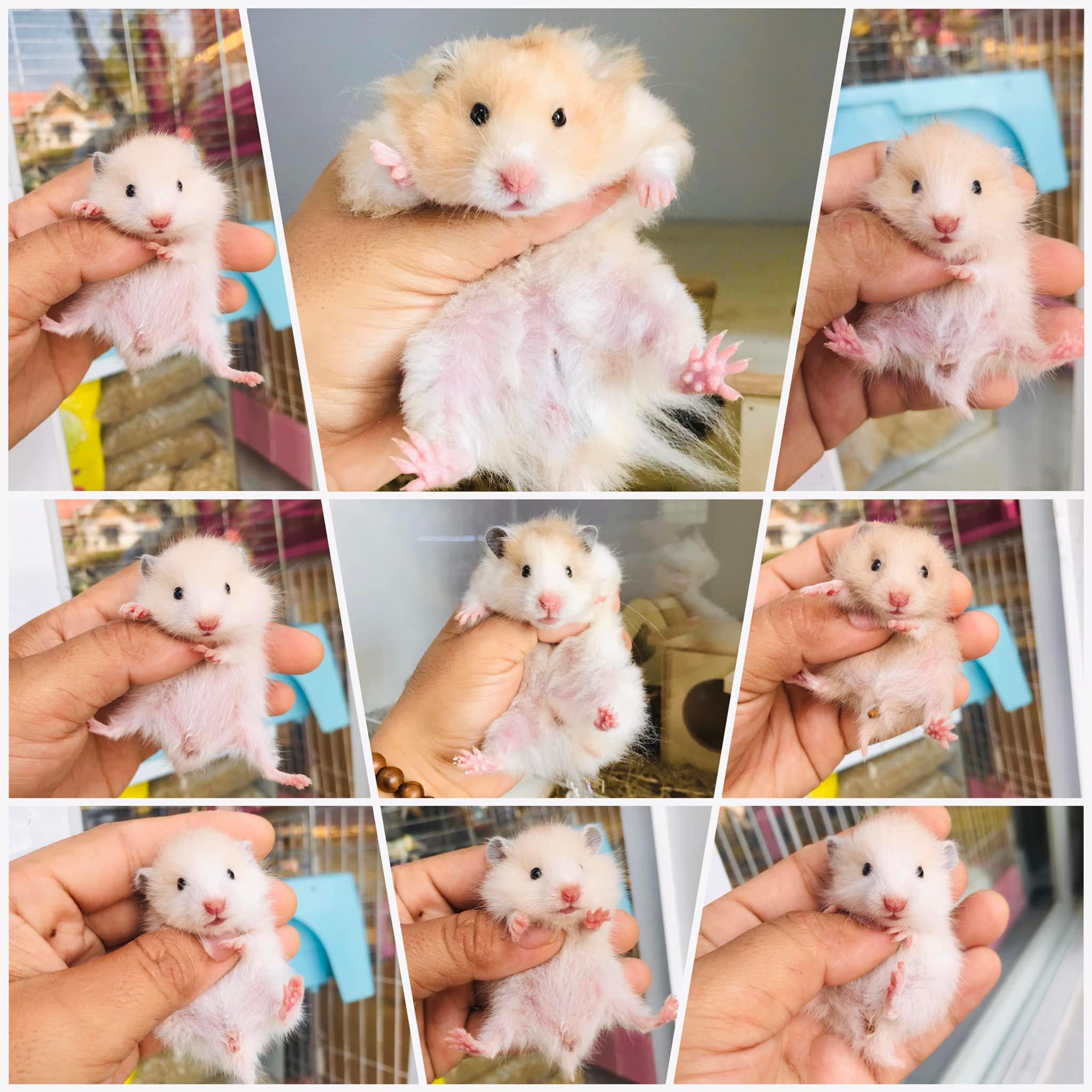 7 địa chỉ bán chuột Hamster chất lượng và uy tín hàng đầu tại TP.HCM