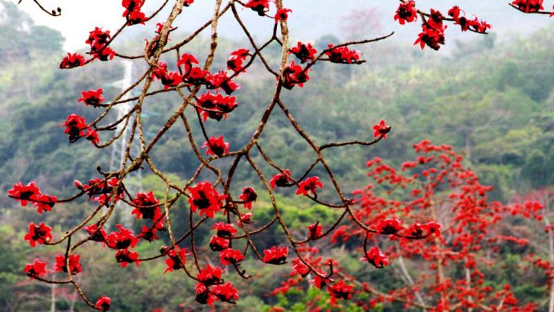 Top 12 Bài văn mẫu tả cây gạo cổ thụ lớp 5 ấn tượng nhất