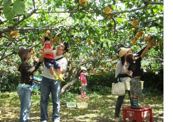10 vườn trái cây đặc sản nổi tiếng nhất Cần Thơ - Thiên đường miệt vườn miền Tây