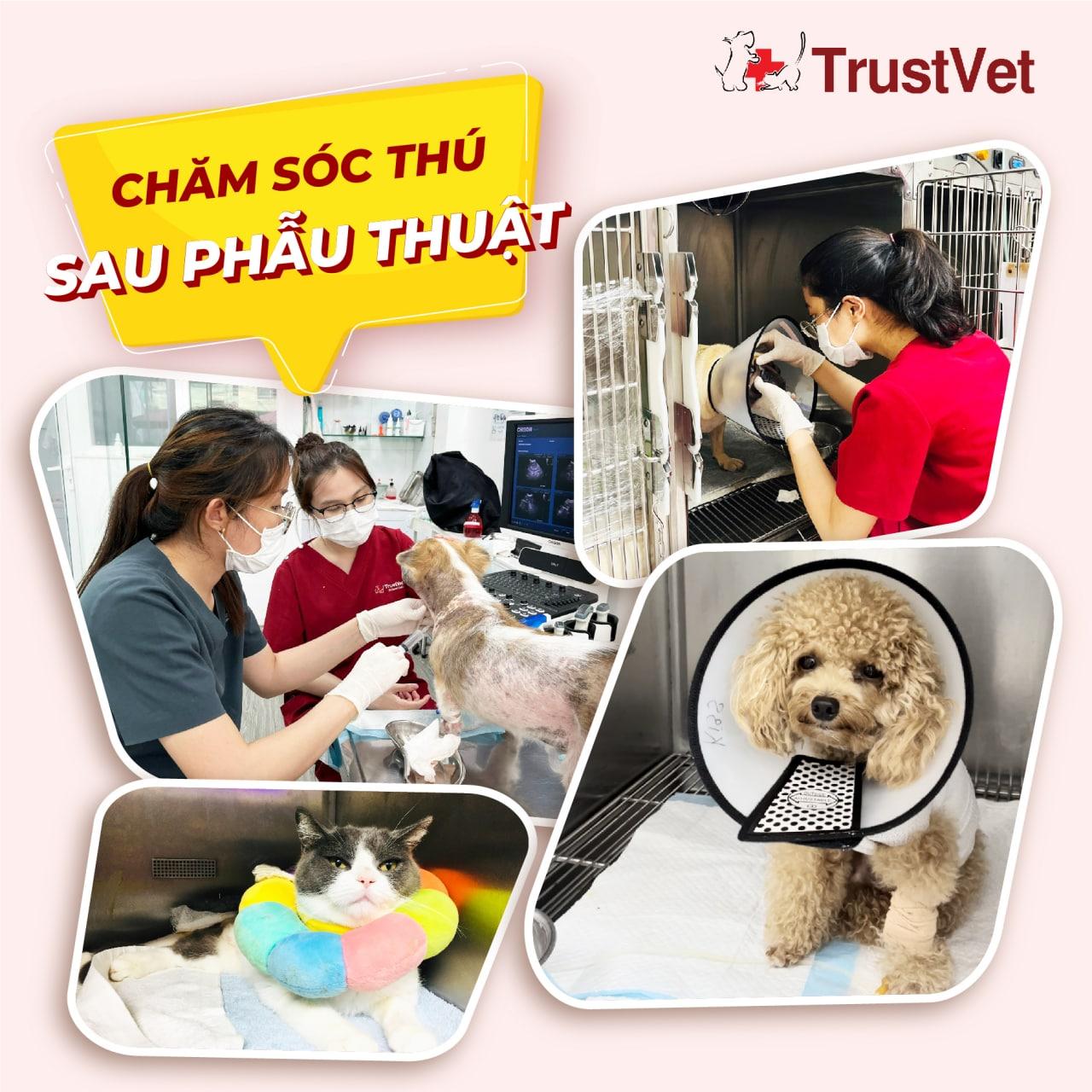 3 Phòng khám thú y chất lượng và đáng tin cậy nhất tại Quận 10, TP.HCM