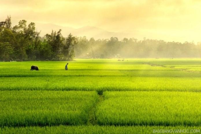 Top 7 bài văn miêu tả cánh đồng làng vào sáng mùa xuân lớp 5 xuất sắc nhất