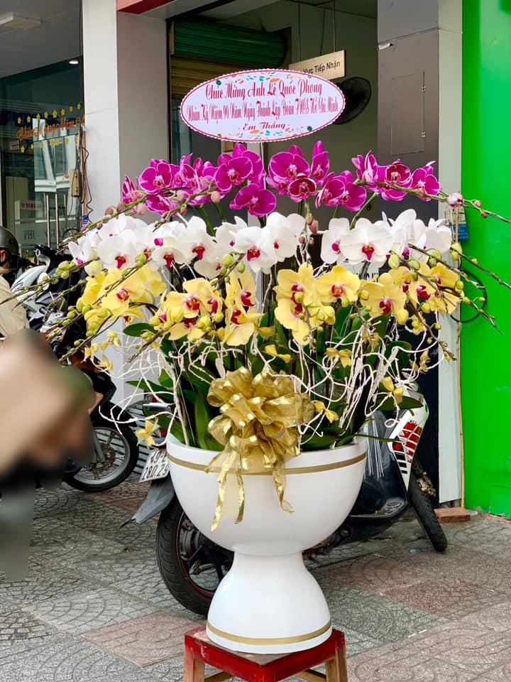 8 địa chỉ mua hoa lan hồ điệp đẹp và uy tín bậc nhất tại TP.HCM