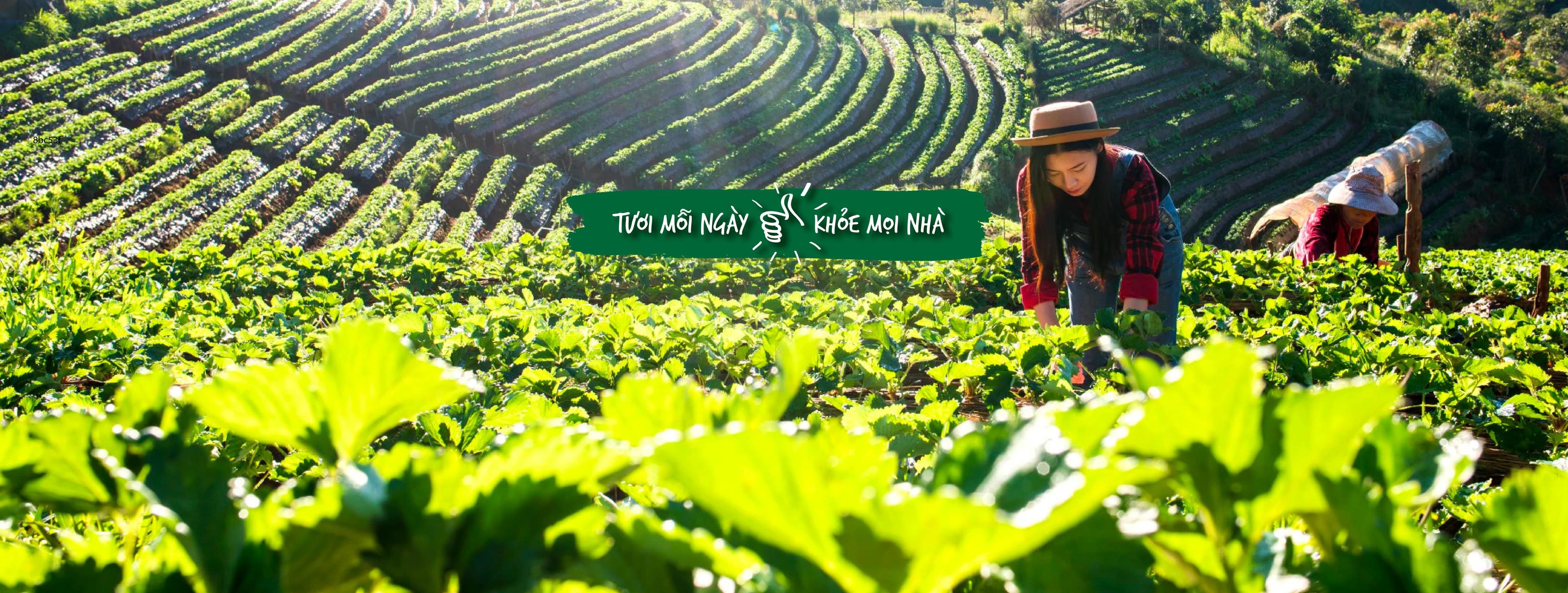 6 địa chỉ mua thực phẩm sạch đáng tin cậy nhất quận 7, TP.HCM - Bảo vệ sức khỏe từ bữa ăn gia đình