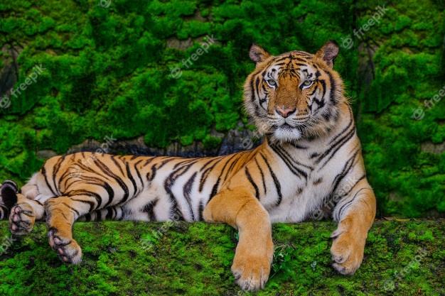 Tuyển tập 16 bài văn miêu tả chúa sơn lâm trong vườn thú hay nhất dành cho học sinh lớp 5