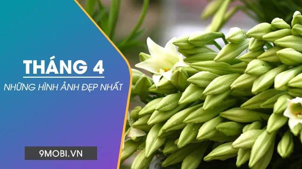 Tuyển tập hình ảnh tháng Tư rực rỡ, ảnh bìa Facebook chào tháng Tư ấn tượng - Hello April ngập tràn sắc xuân