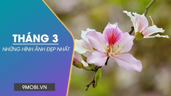 Tháng ba rực rỡ qua những bức hình đẹp ngất ngây - Chào tháng ba, Hello March!