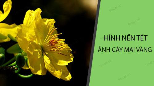 Sắc vàng rực rỡ của hoa mai ngày Tết