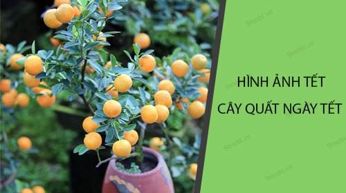 Cây quất ngày Tết, biểu tượng của sự thịnh vượng, luôn xuất hiện trong không gian ngày xuân với vẻ đẹp rực rỡ, mang lại may mắn cho gia đình trong dịp Tết. 
