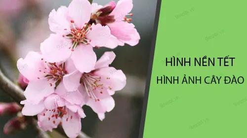 Hình ảnh cây đào ngày Tết rực rỡ sắc xuân