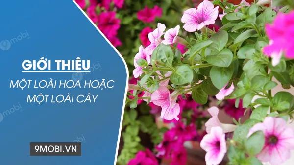 Khám phá vẻ đẹp của các loài hoa và cây cỏ qua bài giới thiệu