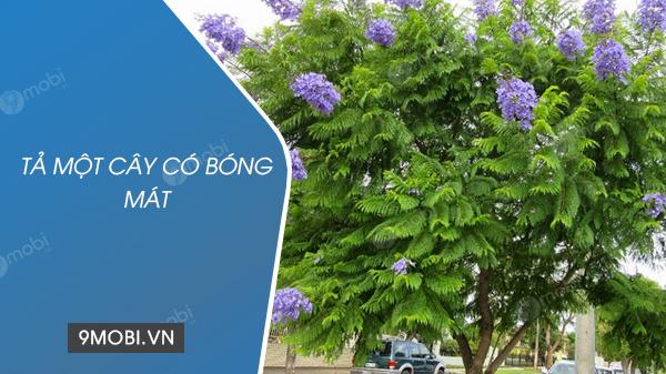 Những bài văn tả cây bóng mát hay nhất