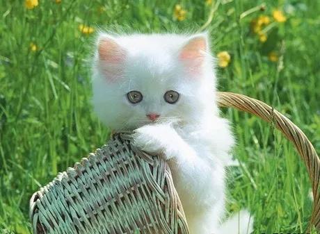 Hình ảnh dễ thương và đáng yêu