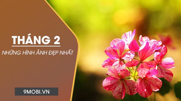 Tháng hai rực rỡ qua những khung hình - Khoảnh khắc Hello February lung linh, tràn đầy sức sống