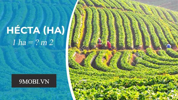 1 hecta tương đương bao nhiêu mét vuông (m²)?
