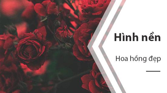 Bộ sưu tập hình nền hoa hồng tuyệt đẹp cho điện thoại của bạn.