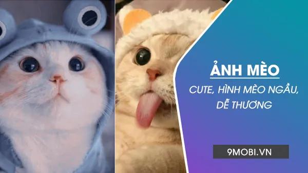 Bộ sưu tập ảnh mèo cute, hài hước, ngầu lòi và đáng yêu không cưỡng nổi