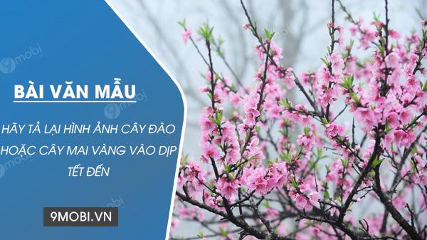 Khám phá vẻ đẹp của cây đào đỏ thắm hay mai vàng rực rỡ trong không khí Tết đến xuân về