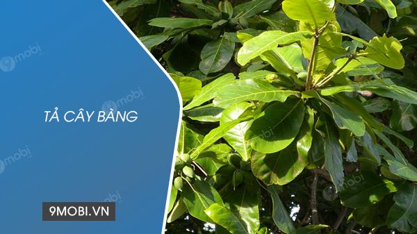 Miêu tả cây bàng, loài cây gắn liền với nhiều ký ức tuổi học trò, thường được trồng nhiều trong các sân trường, mang đến không gian xanh mát cho học sinh. Cây bàng không chỉ đẹp mà còn gần gũi, thân thuộc trong mỗi góc nhỏ của ngôi trường.