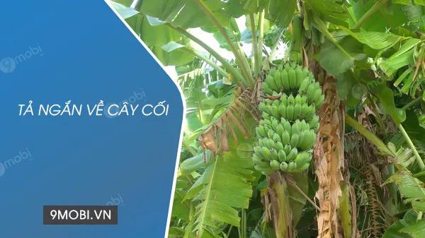 Mô tả ngắn gọn về cây cối