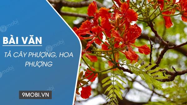 Tuyển tập những bài văn tả cây phượng và hoa phượng ấn tượng nhất