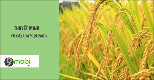 Hành trình khám phá cây lúa - biểu tượng của nền văn minh lúa nước Việt Nam