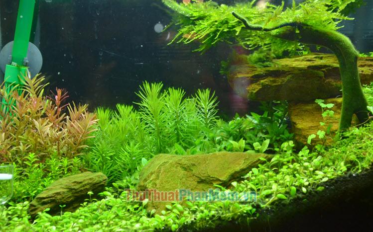 Những hình ảnh tuyệt đẹp về cây thủy sinh