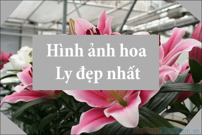 Ảnh hoa Ly đẹp - Tuyển tập những hình ảnh hoa Ly ấn tượng nhất