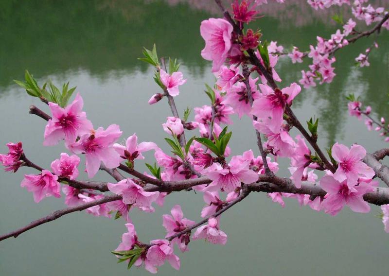 Top 15 bài văn thuyết minh về cây đào ngày Tết đặc sắc nhất