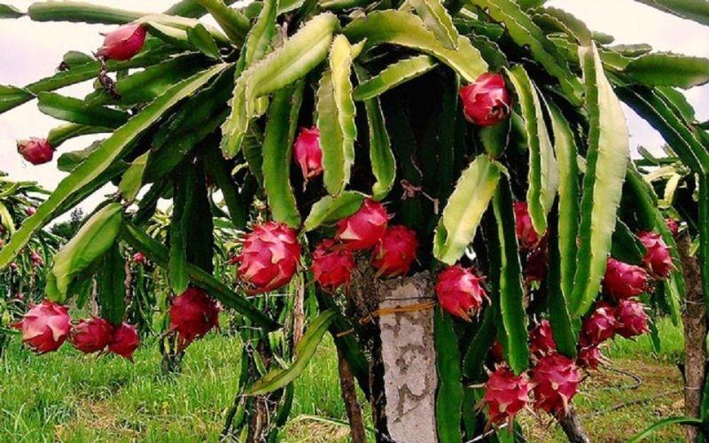 Top 18 cây tài lộc lý tưởng giúp thu hút vận may trong dịp Tết Nguyên Đán