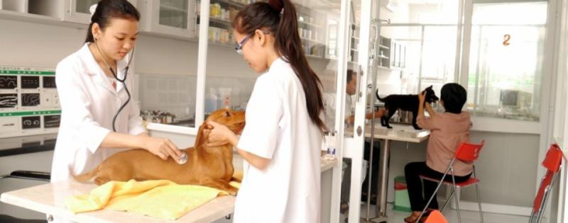 Top 12 dịch vụ chăm sóc thú cưng uy tín nhất trong dịp Tết tại TP.HCM