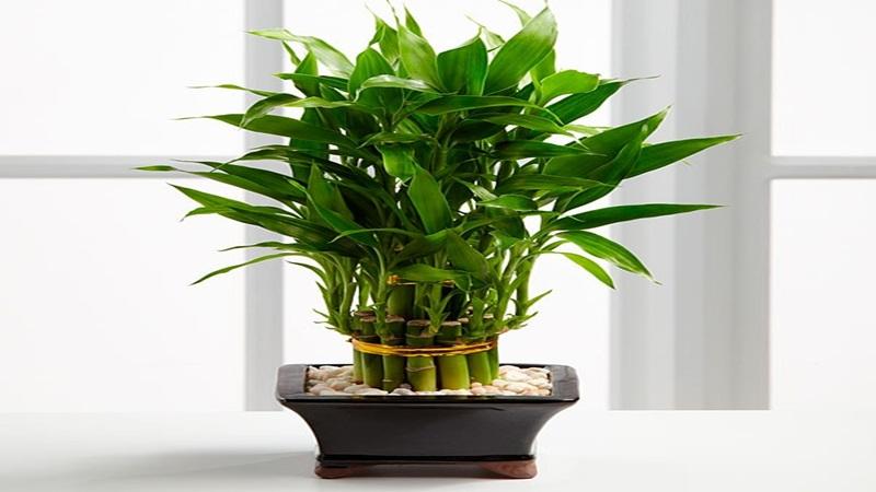 Cây Thần Tài: Những đặc điểm nổi bật, ý nghĩa sâu sắc và bí quyết chăm sóc để cây luôn tươi tốt