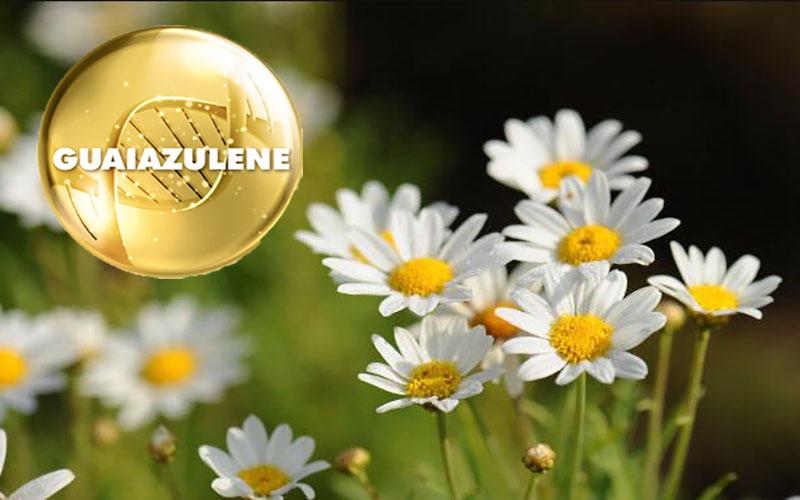 Guaiazulene là một thành phần độc đáo, có mặt trong nhiều sản phẩm làm đẹp. Vậy Guaiazulene là gì và nó mang lại những lợi ích gì cho làn da của bạn?