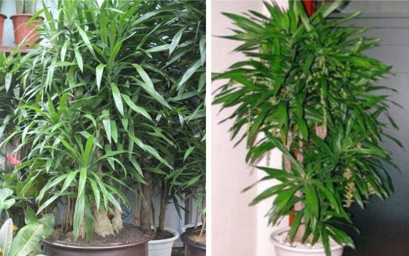 Khám phá ý nghĩa cây thanh lan - Hướng dẫn trồng và chăm sóc đúng cách