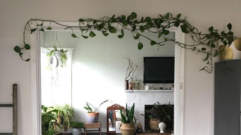 Có nên trồng cây dây leo trong nhà hay không? Loại cây dây leo nào phù hợp để trang trí không gian sống?