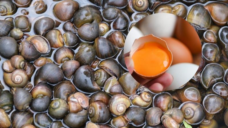 Khám phá bí quyết luộc ốc sao cho sạch sẽ, thịt ốc giòn tan và thơm lừng mà bạn có thể chưa từng biết đến.