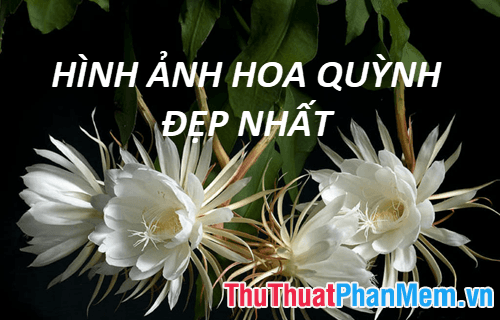 Khám phá vẻ đẹp tinh khôi của hoa Quỳnh - Tuyển tập hình ảnh hoa Quỳnh đẹp nhất
