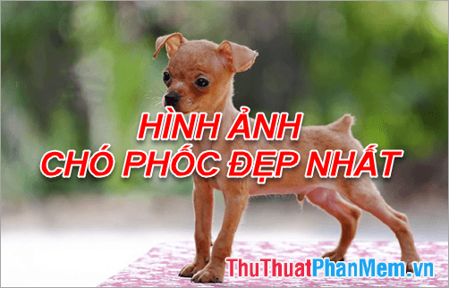 Khám phá vẻ đẹp của chó Phốc - Bộ sưu tập hình ảnh ấn tượng nhất