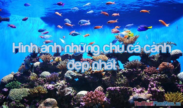 Khám phá vẻ đẹp tinh tế của những chú cá cảnh