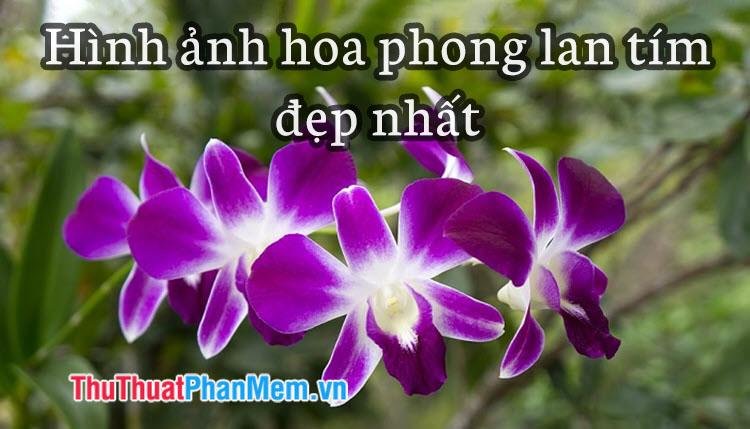 Khám phá những hình ảnh hoa Phong Lan Tím đẹp nhất, mang đậm nét tinh tế và quyến rũ