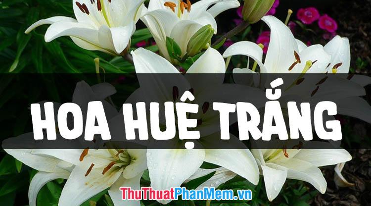Tuyển tập những hình ảnh hoa huệ trắng đẹp nhất, mang vẻ đẹp tinh khiết và thanh tao.