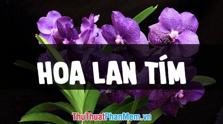 Tuyển tập những hình ảnh hoa lan tím đẹp nhất, đầy mê hoặc