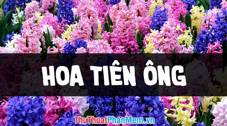 Tuyển tập những hình ảnh hoa tiên ông đẹp nhất, mang đến vẻ đẹp tinh khôi và độc đáo
