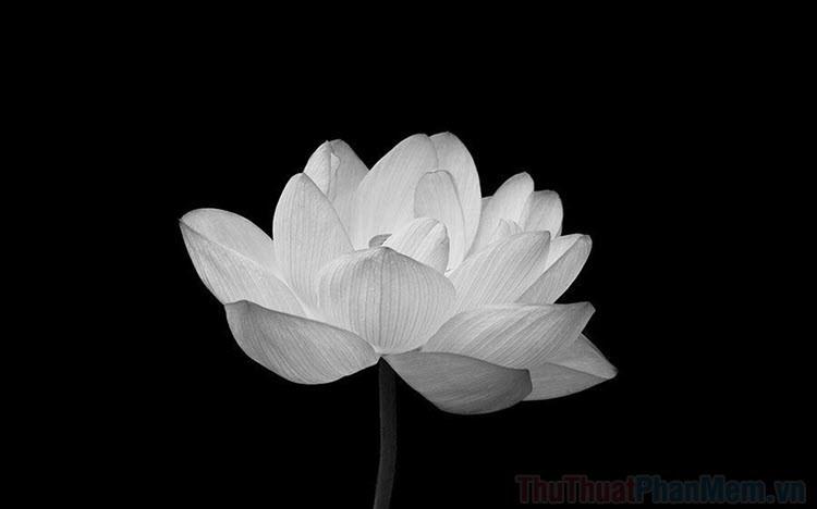 Những hình ảnh hoa Sen trắng trên nền đen đẹp nhất, mang đậm ý nghĩa tâm linh