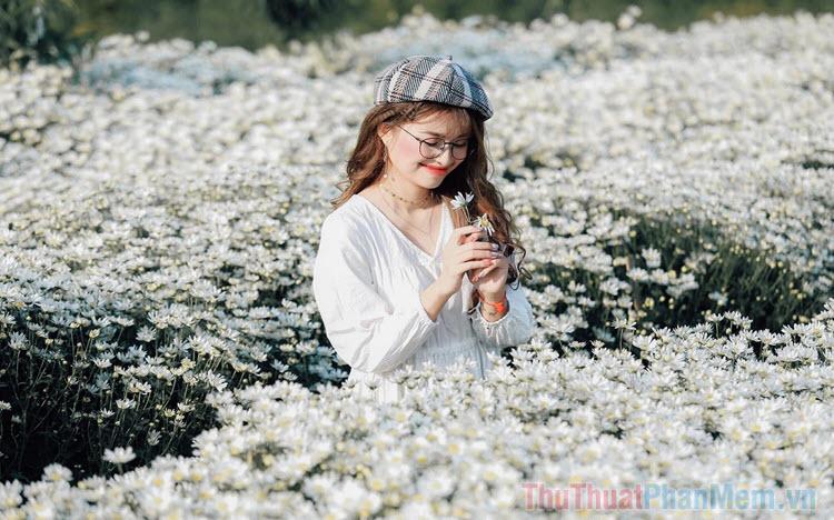 Stt cúc họa mi - Tuyển tập những câu nói ý nghĩa, status và caption đặc sắc về loài cúc họa mi