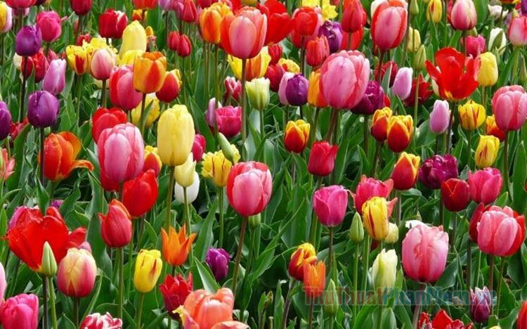 Hoa Tulip trắng mang ý nghĩa gì? Khám phá ý nghĩa của hoa Tulip qua các màu sắc khác nhau.
