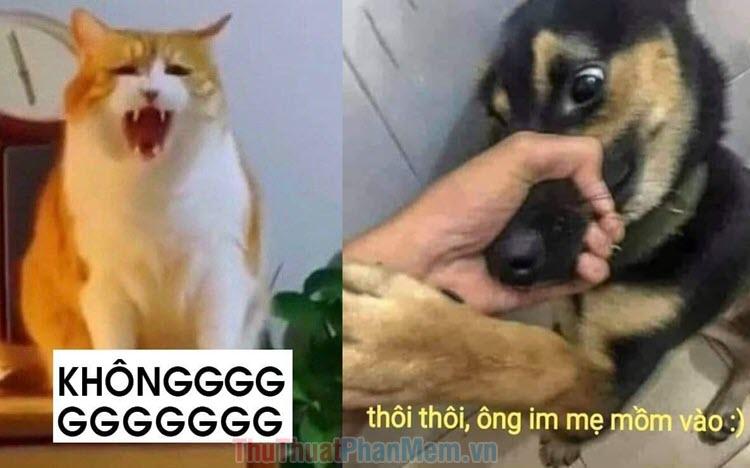 Tổng hợp những meme 'không', 'no', 'từ chối' đầy hài hước và chất bựa