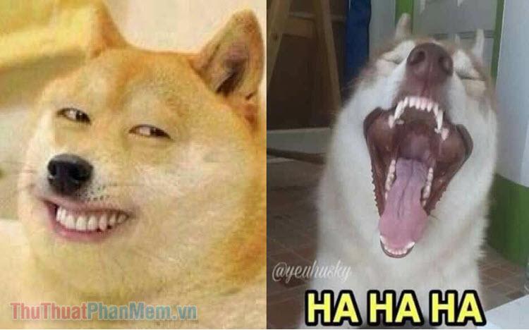 Tuyển tập những hình ảnh meme chó cười hài hước và đầy chất bá đạo, mang đến tiếng cười sảng khoái