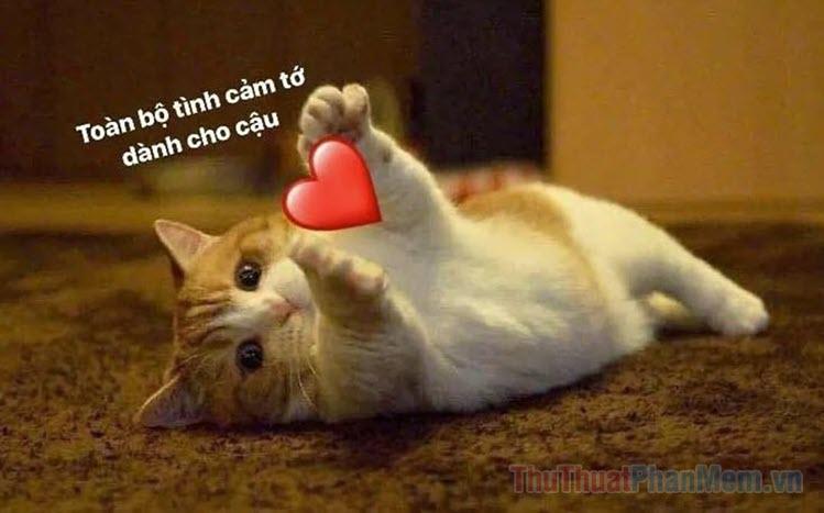 Bộ sưu tập meme động viên siêu dễ thương, hài hước và ngọt ngào