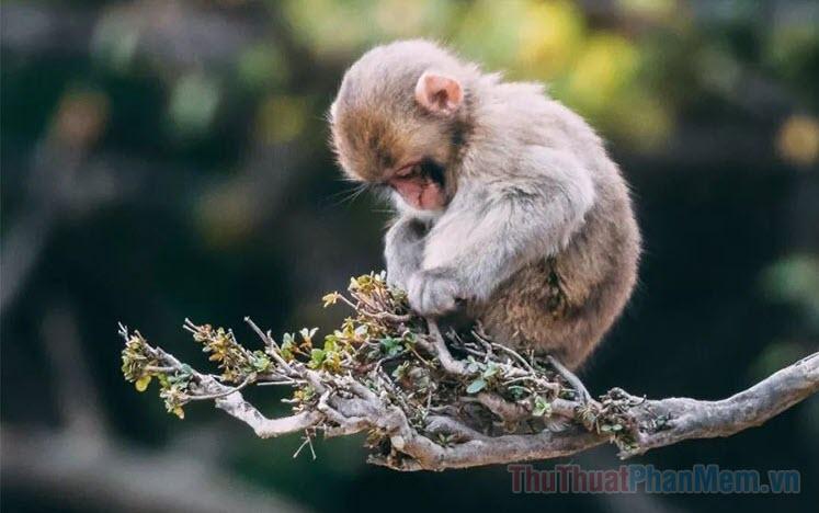 Người tuổi Khỉ sinh vào những năm nào? Màu sắc và tuổi nào sẽ mang lại sự hòa hợp và may mắn cho họ?